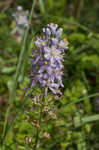 Atlantic camas